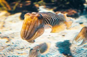 A brown squid swims in the sea.