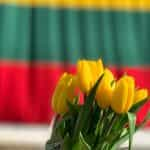 A bunch of yellow tulips in front of a yellow, green, and red flag.